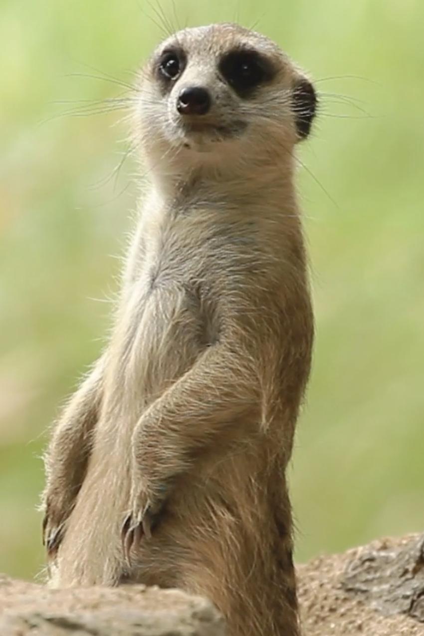 meerkat