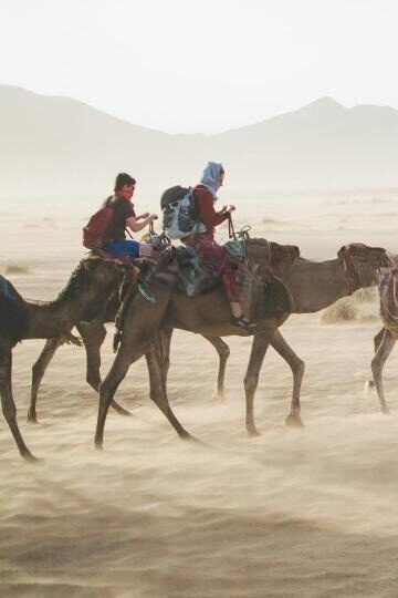 camels in desert