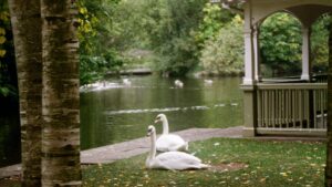 two swans by a pond